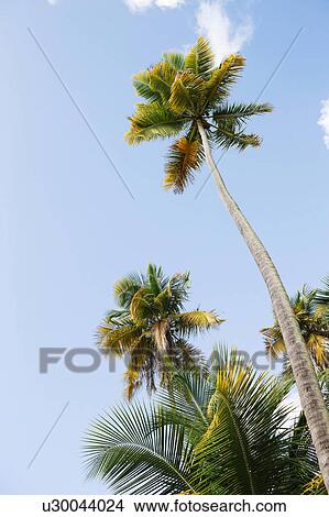 Picture - Palm trees against blue sky. Fotosearch