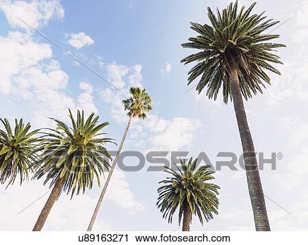 Stock Image - Palm trees against blue sky. Fotosearch