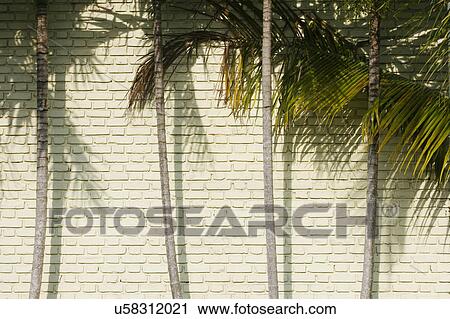 Stock Image - Palm trees against brick wall. Fotosearch