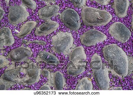 Stock Image - Petals of purple flower on cobblestone street. Fotosearch