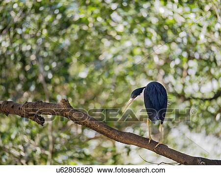 Stock Image - Pied heron (Ardea picata) perching on branch. Fotosearch