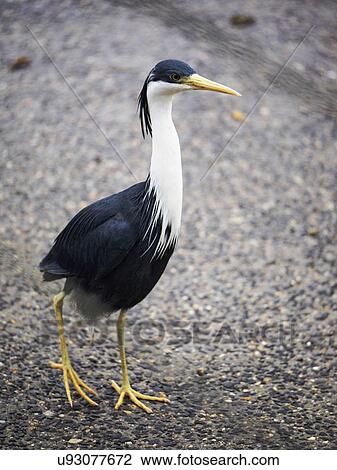 Stock Image - Pied heron (Ardea picata) walking. Fotosearch