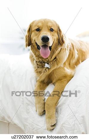 Stock Photo - Portrait of dog in bed. Fotosearch