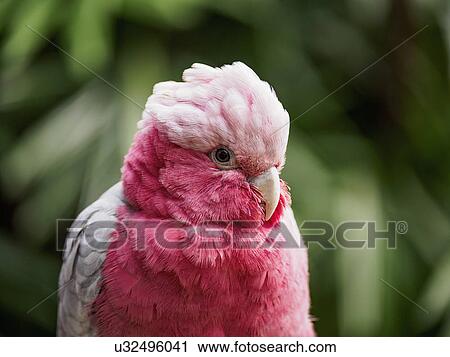 Portrait of Galah (Eolophus roseicapilla) View Large Photo Image Stock Image - Portrait of Galah (Eolophus roseicapilla). Fotosearch