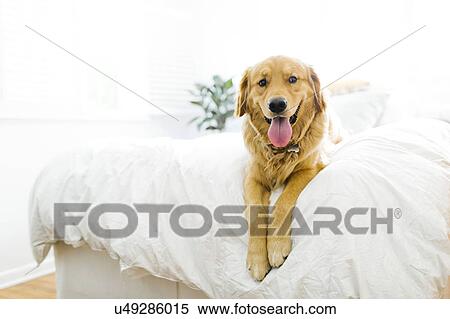Stock Photography - Portrait of golden retriever lying on bed. Fotosearch