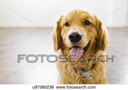 Stock Photo - Portrait of golden retriever. Fotosearch