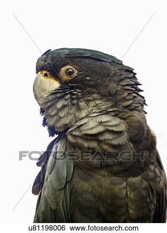 Stock Photograph - Portrait of Red-tailed black cockatoo (Calyptorhynchus banksii). Fotosearch