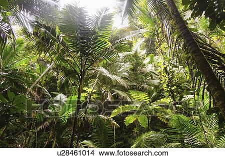 Puerto Rico, El Yunque National Forest, Green plants View Large Photo Image Picture - Puerto Rico, El Yunque National Forest, Green plants. Fotosearch