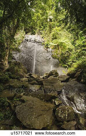 Stock Image - Puerto Rico, El Yunque National Forest, Coca Falls in forest. Fotosearch