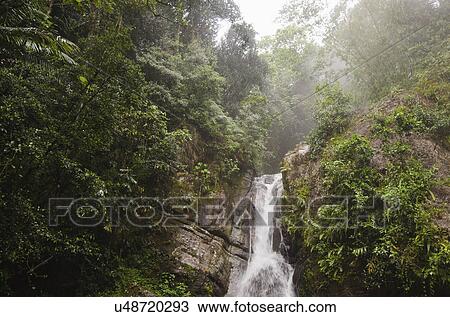 Stock Image - Puerto Rico, El Yunque National Forest, La Mina Falls in forest. Fotosearch