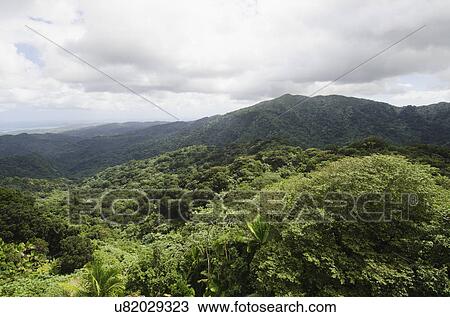 Stock Image - Puerto Rico, El Yunque National Forest, Green landscape. Fotosearch