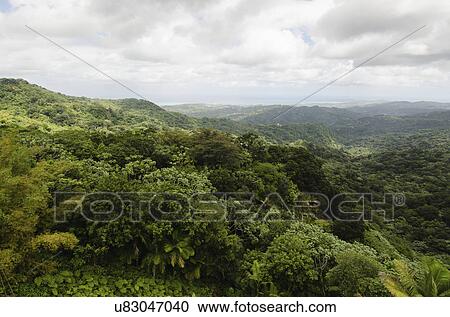 Stock Image - Puerto Rico, El Yunque National Forest, Green landscape. Fotosearch