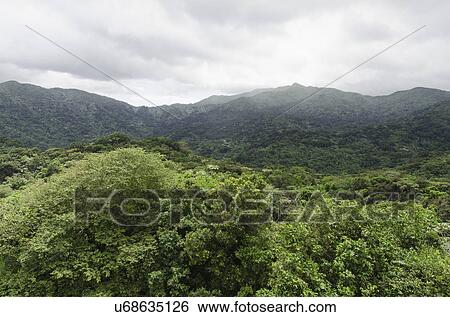Stock Photograph - Puerto Rico, El Yunque National Forest, Green landscape. Fotosearch