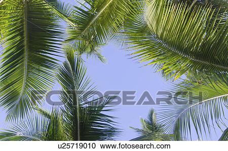 Puerto Rico. Palm leaves against blue sky View Large Photo Image Stock Image - Puerto Rico. Palm leaves against blue sky. Fotosearch