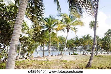 Picture - Puerto Rico, Rio Grande, Palm trees on beach. Fotosearch