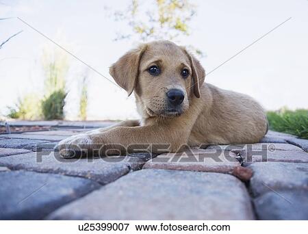 Stock Photo - Puppy resting on path. Fotosearch