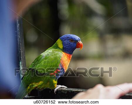 Stock Image - Rainbow lorikeet (Trichoglossus moluccanus) perching. Fotosearch