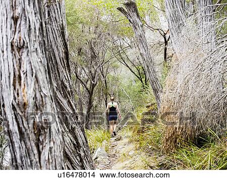 Picture - Rear view of hiker walking in forest. Fotosearch