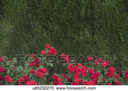 Stock Image - Red roses with green trees. Fotosearch