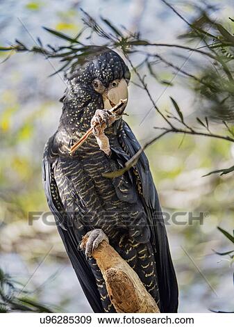 Stock Photo - Red-tailed black cockatoo (Calyptorhynchus banksii) perching on branch. Fotosearch