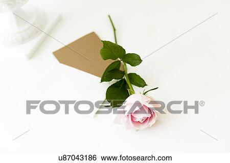 Stock Photograph - Rose lying on note. Fotosearch
