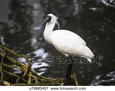 Royal spoonbill (Platalea regia) wading in water View Large Photo Image Stock Photo - Royal spoonbill (Platalea regia) wading in water. Fotosearch
