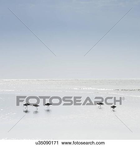 Sandpipers wading in sea View Large Photo Image Stock Image - Sandpipers wading in sea. Fotosearch