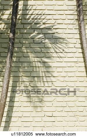 Stock Photography - Shadow of palm tree on brick wall. Fotosearch