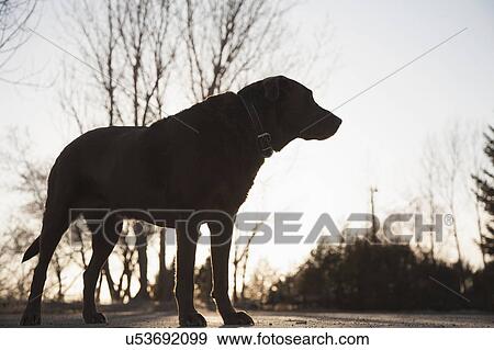 Stock Photo - Silhouette of chocolate Labrador on asphalt road. Fotosearch