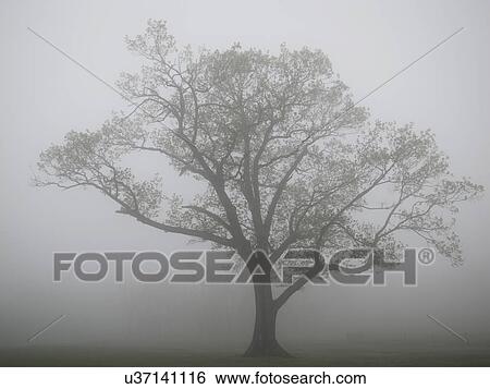 Stock Photograph - Single tree in fog. Fotosearch