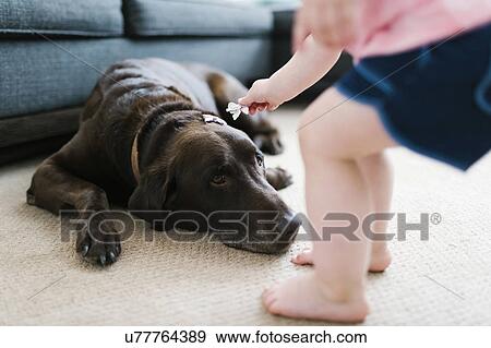 Stock Photo - Small girl (2-3) attaching hair clips in dog hair in living room. Fotosearch