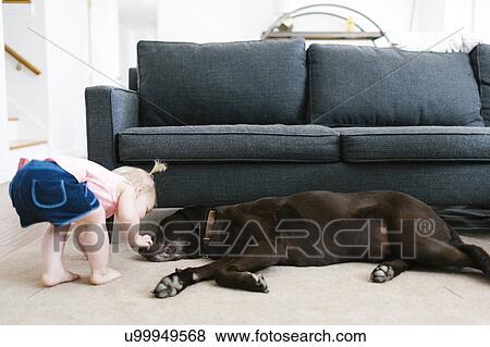 Stock Photo - Small girl (2-3) stroking dog in living room. Fotosearch