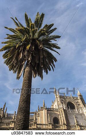 Stock Image - Spain, Andalusia, Seville, Cathedral of Seville with palm tree in foreground. Fotosearch