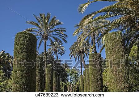 Stock Image - Spain, Andalusia, Seville, Formal gardens of Royal Alcazar. Fotosearch