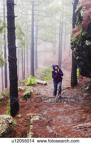 Picture - Spain, Canary Islands, Gran Canaria, Trail to Roque Nublo, Mid adult woman hiking in misty forest. Fotosearch
