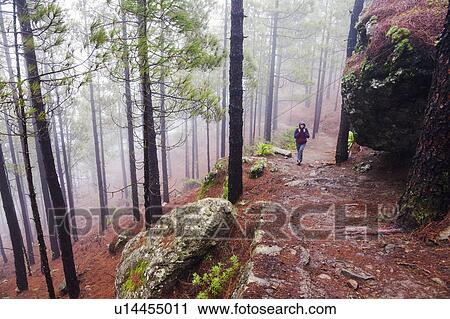 Spain, Canary Islands, Gran Canaria, Trail to Roque Nublo, Mid adult woman hiking in misty forest View Large Photo Image Stock Image - Spain, Canary Islands, Gran Canaria, Trail to Roque Nublo, Mid adult woman hiking in misty forest. Fotosearch
