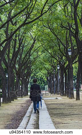 Spain, Seville, Maria Luisa Park, Woman walking treelined path in park View Large Photo Image Stock Image - Spain, Seville, Maria Luisa Park, Woman walking treelined path in park. Fotosearch
