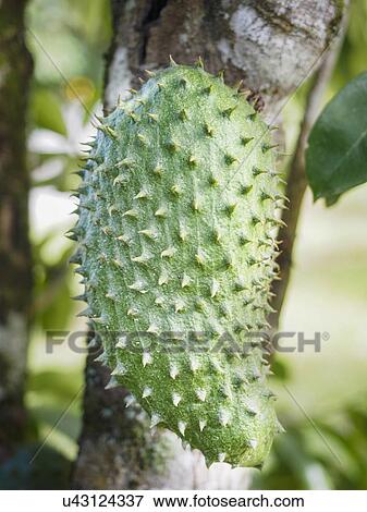 Stock Photo - Spiky fruit of soursop. Fotosearch