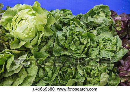 Stock Image - Stack of green lettuce at market. Fotosearch