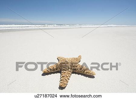 Picture - Starfish on empty sandy beach. Fotosearch