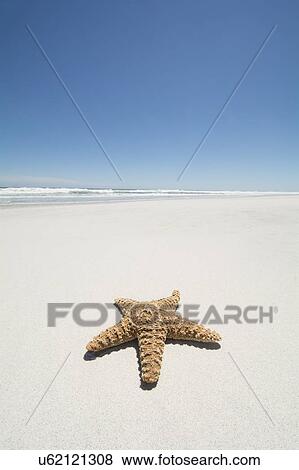 Stock Photo - Starfish on empty sandy beach. Fotosearch