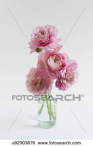 Studio shot of bunch of ranunculus in glass vase on white background View Large Photo Image Stock Photograph - Studio shot of bunch of ranunculus in glass vase on white background. Fotosearch