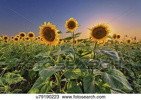 Stock Image - Sunflower field at sunset. Fotosearch