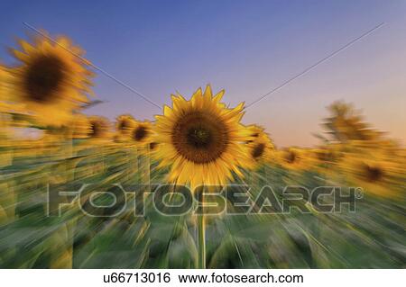 Stock Photograph - Sunflower field at sunset. Fotosearch