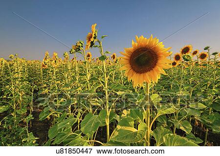 Sunflower field View Large Photo Image Stock Photo - Sunflower field. Fotosearch