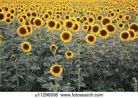 Sunflower field View Large Photo Image Stock Photograph - Sunflower field. Fotosearch