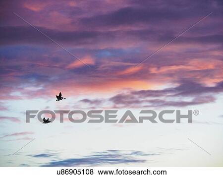 Stock Photo - Two pelicans flying at sunset. Fotosearch
