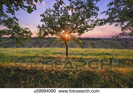 Stock Image - Ukraine, Dnepropetrovsk, Grassy meadow with trees at sunset. Fotosearch