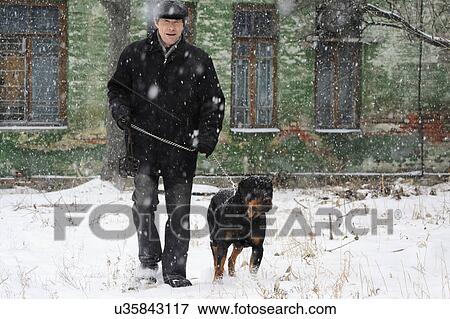 Stock Photo - Ukraine, Dnepropetrovsk, Man walking in snow with rottweiler. Fotosearch