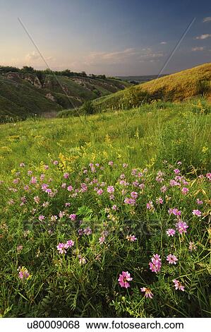 Ukraine, Dnepropetrovsk, Meadow with pink flowers View Large Photo Image Stock Photo - Ukraine, Dnepropetrovsk, Meadow with pink flowers. Fotosearch